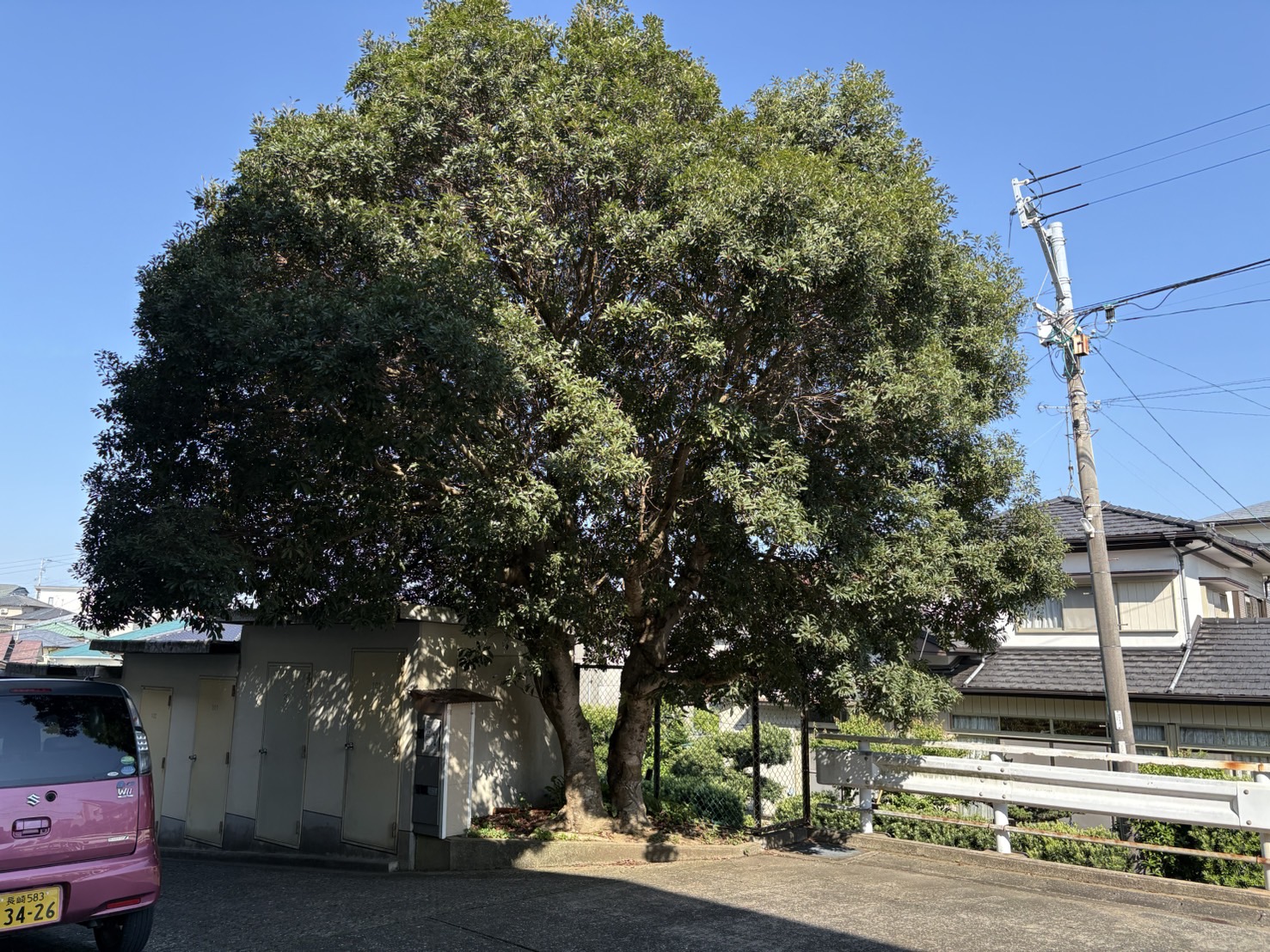 物置前の木の伐採:施工前